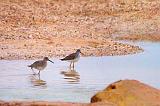 Two Willets In A Stream_32352